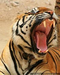 TopRq.com search results: yawn animals