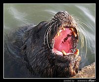 TopRq.com search results: yawn animals