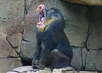 TopRq.com search results: yawn animals