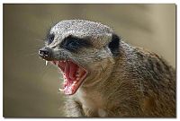 Fauna & Flora: yawn animals