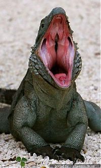 Fauna & Flora: yawn animals