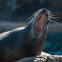 TopRq.com search results: yawn animals