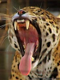 Fauna & Flora: yawn animals