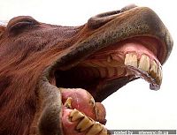 TopRq.com search results: yawn animals