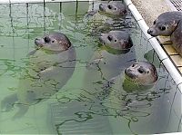 TopRq.com search results: seals in the pool