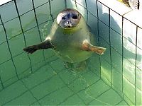 Fauna & Flora: seals in the pool