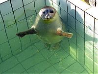 TopRq.com search results: seals in the pool