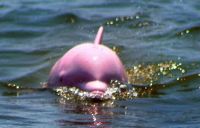 Fauna & Flora: pink dolphin