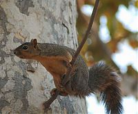 Fauna & Flora: squirrel in action