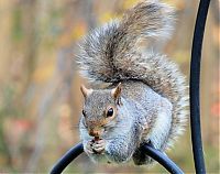 Fauna & Flora: squirrel in action