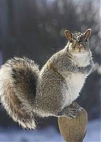 Fauna & Flora: squirrel in action