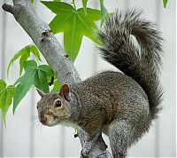 Fauna & Flora: squirrel in action