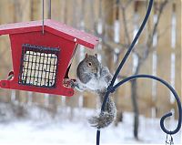 Fauna & Flora: squirrel in action