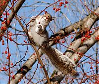Fauna & Flora: squirrel in action
