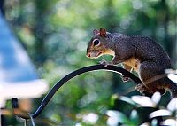 Fauna & Flora: squirrel in action