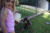 TopRq.com search results: koalas search for water