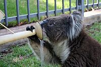 TopRq.com search results: koalas search for water