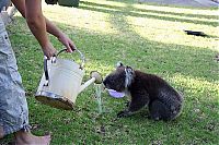 Fauna & Flora: koalas search for water