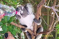 Fauna & Flora: koalas search for water