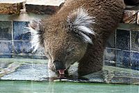 Fauna & Flora: koalas search for water