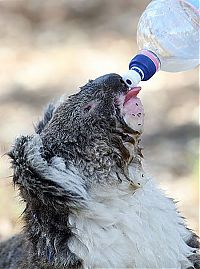 Fauna & Flora: koalas search for water