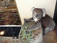 TopRq.com search results: koalas search for water