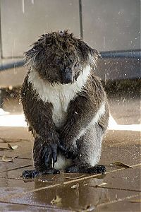 Fauna & Flora: koalas search for water