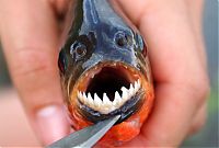 Fauna & Flora: piranhas