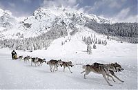 Fauna & Flora: sledding dogs