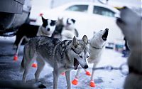 Fauna & Flora: sledding dogs