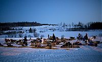 Fauna & Flora: sledding dogs