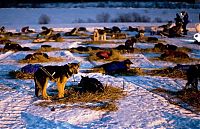 Fauna & Flora: sledding dogs