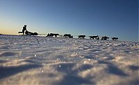 Fauna & Flora: sledding dogs