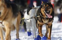 Fauna & Flora: sledding dogs