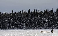 Fauna & Flora: sledding dogs