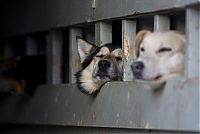 Fauna & Flora: sledding dogs