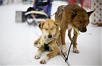TopRq.com search results: sledding dogs