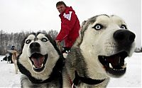 TopRq.com search results: sledding dogs