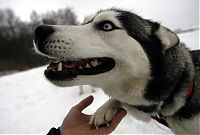 Fauna & Flora: sledding dogs