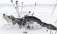 TopRq.com search results: sledding dogs