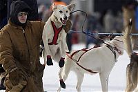 Fauna & Flora: sledding dogs