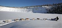 Fauna & Flora: sledding dogs