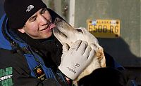 Fauna & Flora: sledding dogs