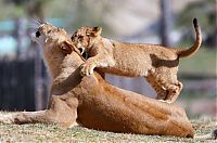 Fauna & Flora: lion love