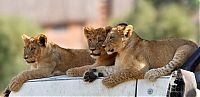 Fauna & Flora: lion love