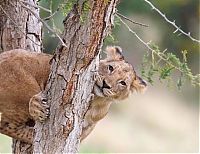 Fauna & Flora: lion love