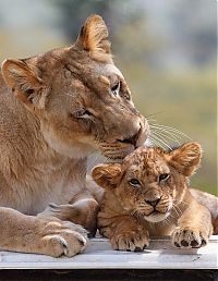 Fauna & Flora: lion love