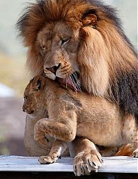 Fauna & Flora: lion love