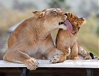 Fauna & Flora: lion love