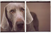 TopRq.com search results: William Wegman photos of dogs